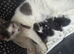 Stunning kittens for reservation/sale