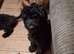 Beautiful CockerSpanial X Poodle pups