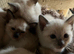 Siamese kittens ready September
