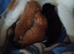 3 beautiful Calico x Tortiseshell kittens
