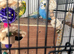5 Budgies 2 men&rsquo;s 3 females breeding pairs with cage