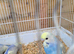 Baby budgies