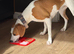 Pet visits SO45 Postcodes