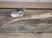 Finches