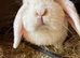 Dwarf lop female show standard