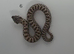 Western Hognose Babies (Various)