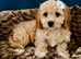 STUNNING MALTIPOO BOY