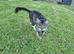 Female tabby girl
