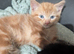 Beautiful litter of kittens ready soon
