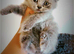 Beautiful British Shorthair Blue Kittens