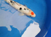 koi HighGrade 7-8 INCH &pound;26