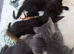 Siamese x kittens available