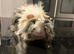 Long haired guinea pig