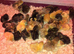 CHINESE PAINTED BUTTON QUAIL CHICKS !