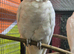 Little corolla bare eyed cockatoo proven breeding pair