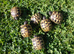 Hermann's T.h.b and Spur-thighed tortoises