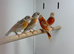 Red Siskin