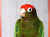 Rose-Crowned Conures & Pearly Conure for Sale