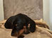 Miniture Dachshund puppies
