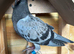 3 racing pigeon for sale