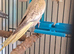 2 beautiful baby cockatiel for sale