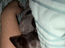 KC Miniature Dachshund