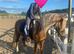 Beautiful Chestnut Mare with Flaxen Mane and Tail
