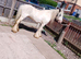 4 year old gelding