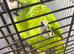 YELLOW-NAPED AMAZON PARROT