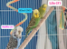 3 budgies and full set up. (Breeding pair plus another female.)