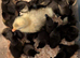 Cayuga ducklings