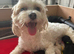 Maltipoo f1b, 2 boys 5 girls, £1500/£1600