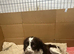 Cocker spaniel pups