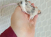 17 Very Friendly Female Mice PET HOMES ONLY