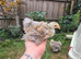 2 Milliefluer Frizzle Booted Pekin Bantams
