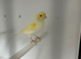 Yellow dimorphic hen & cock
