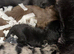 Beautiful patterdale terriers!