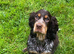 kc registered neutered show type cocker spaniel pups