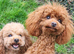 Stunning Asian toy poodle for stud