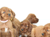 Quality Irish Setter puppies