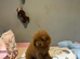 Toy Poodle