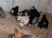 Pekins Bantams