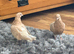 Two hand raised roller pigeons
