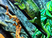 Guardian the Chameleon