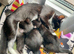Kittens are looking for a new home