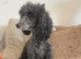 ️ Beautiful 5-Year-Old Miniature Poodle Looking for Her Forever Home ️