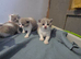 Full Britishshort kittens