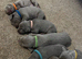 Long & Short Haired Weimaraner KC Reg