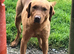 Fox Red Labrador