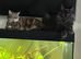 Maine Coon Cat